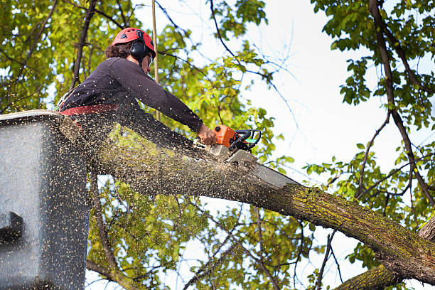 How Our Tree Care Process Works  in  Waukee, IA